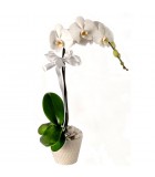 Tek Dallı Beyaz İthal Orkide