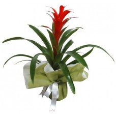 Kırmızı Guzmania (Bromelia)
